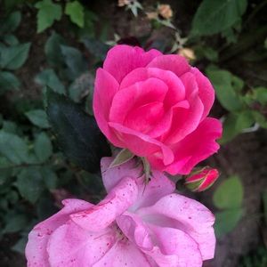 Meet your Posher, Jane